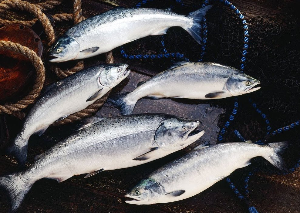 BC Wild Salmon, how to identify the 5 different species