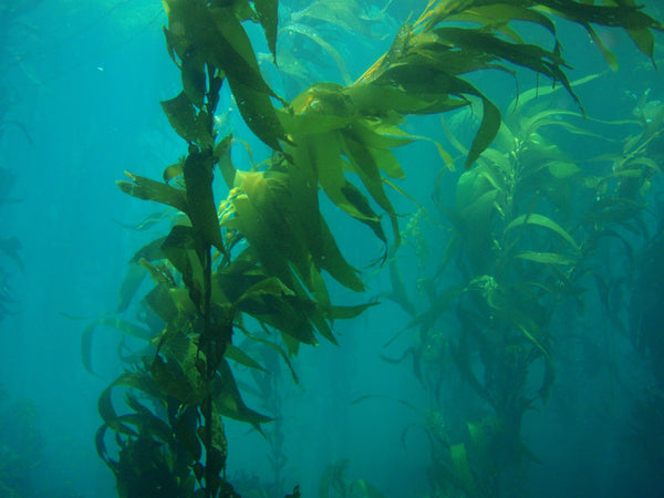 Seaweed and You:  Good Health and Symbiosis in the Anthropocene