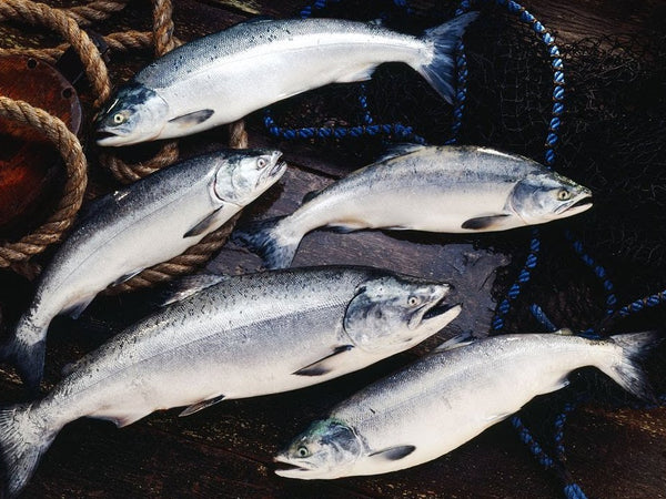 BC Wild Salmon, how to identify the 5 different species